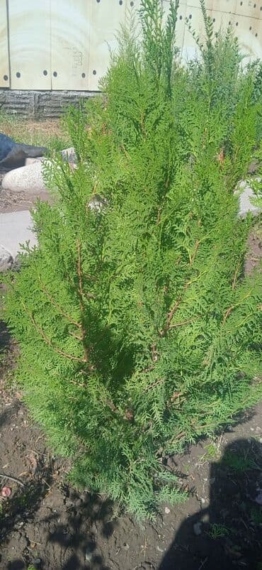 саженцы живой изгороди купить: Туя западная (саженцы/молодые растения) - Вечнозелёный хвойный — 8