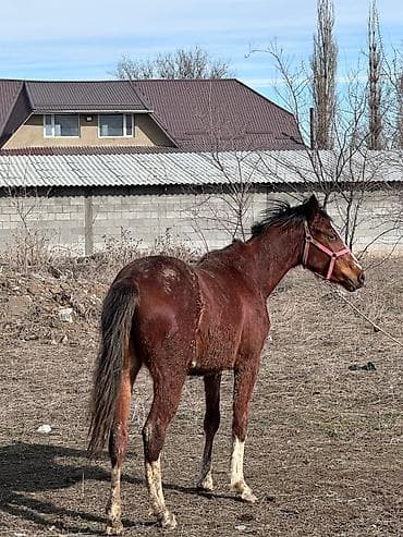 конный: Продаю | Кобыла (самка) | Конный спорт — 6