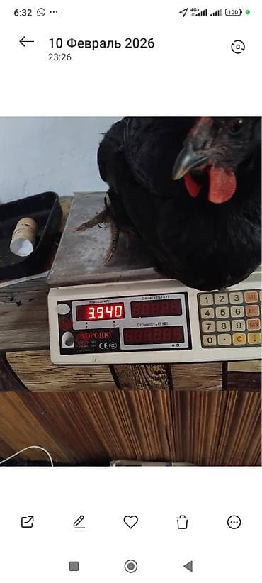 Зоотовары: Продаю | Куры | Для разведения — 5