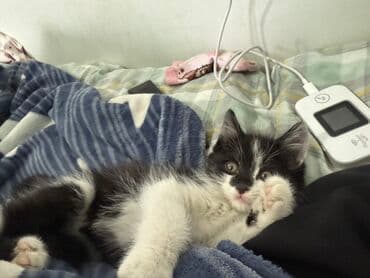 адам даром: Отдам даром — 2