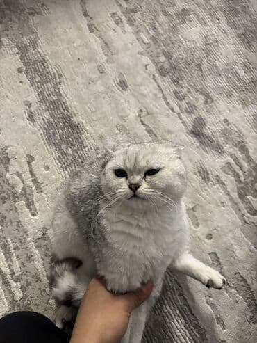 золотая шиншилла бишкек: Шотландская кошка серебристого окраса (вислоухая). Крупные круглые — 3