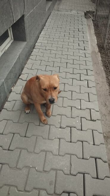 Ит кууту: Собака среднего размера, коренастого телосложения. Окрас рыжий — 3