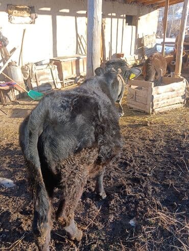 собаку в добрые руки: Продаю | Бык (самец) | На откорм | Привязанные — 3