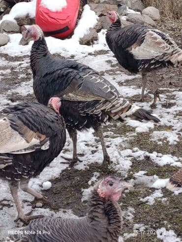 Ветеринар кызматы: Сатам | Эркек күрп | Аргын | Союуга | Асыл тукумдуу — 4