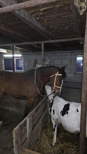 лошадь цена: Продаю | Кобыла (самка) | Для разведения — 1