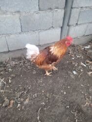 брама кохинхин цыплята: Продаю | Петух | Для разведения — 1
