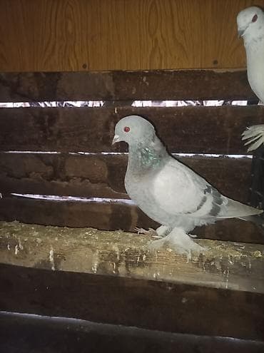 алмашу жолдору бар: Продаю голубей все вольные есть и закрытые на продажу есть и самцы и — 3