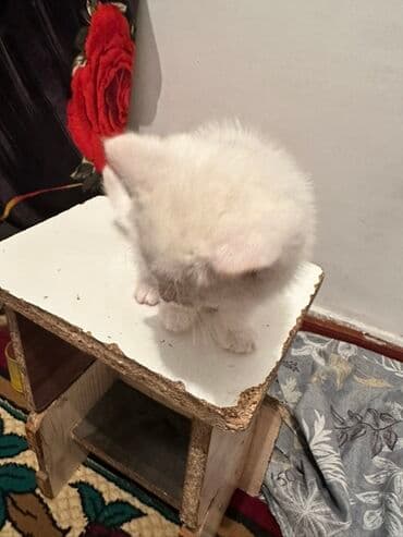 Иттер: Мышык бекер берилет: Породасыз, 3 айлык, Эркек — 4