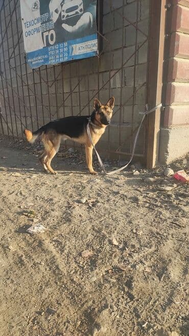 акустические системы kruger amp: Немецкая овчарка, классический черно-рыжий окрас. Пропорциональное — 3