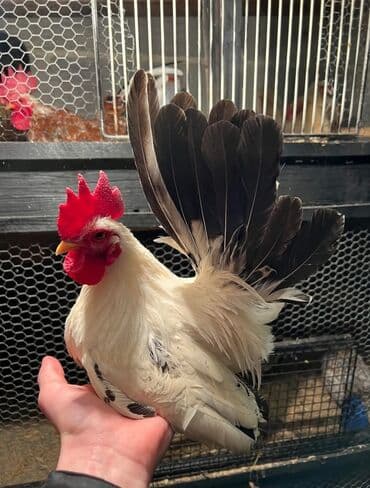 Ковролин: Продаю | Куры, Петух — 1