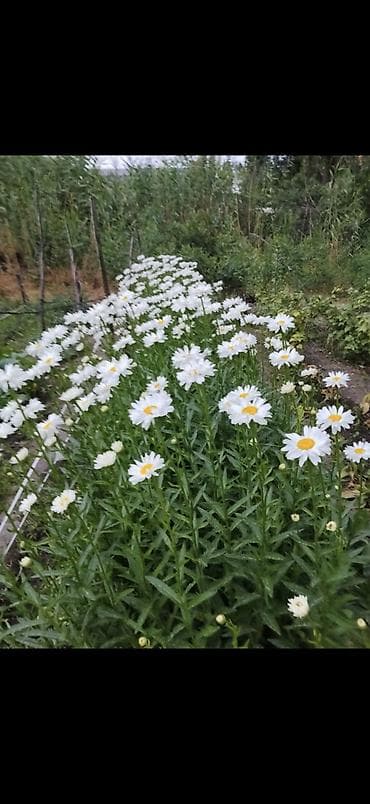 Комнатные растения: Комнатные растения и подвес для кашпо - Сансевиерия (Sansevieria — 5