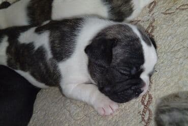 купить щенка французского бульдога: Бульдог, 1 айлык, Эркек — 3