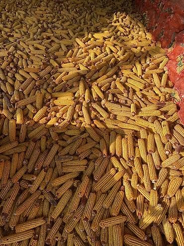 кукуруза в пачатках: Кукуруза в початках (кормовая/зерновая) - Тип: кукуруза на початках — 1