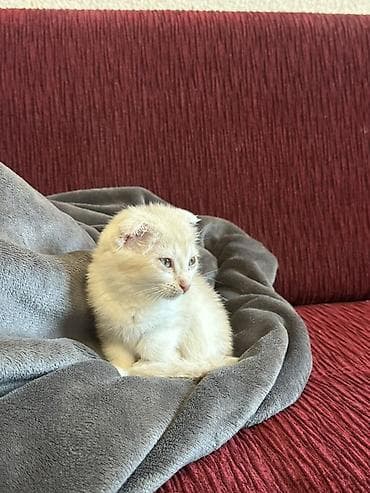 шатланский кошка: Шотландский котёнок кремово-бежевого окраса. - Возраст: детёныш - — 2