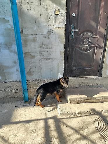 Продаю немецкую овчарку 4 месяца с прививкой на фото родители