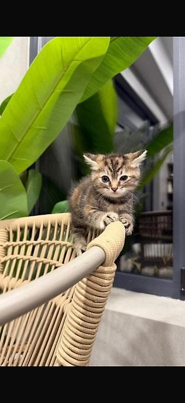 Котята-черепахи, короткошёрстные, домашние. На фото — два малыша с