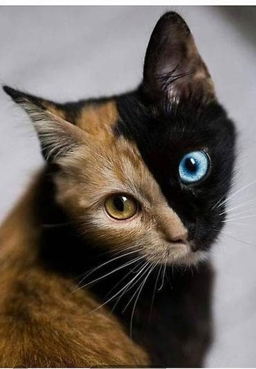 d cat: Ищу котёнка или молодую кошку необычного окраса Химера (когда мордочка — 1