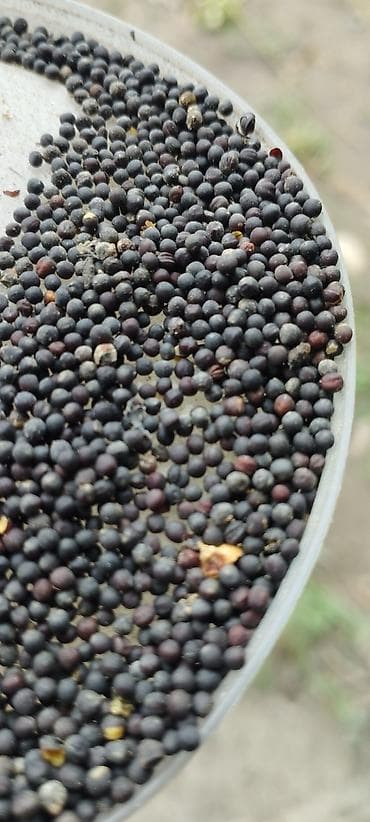 чёрный тмин масло: Семена черной горчицы (Brassica nigra) - Однолетняя — 2