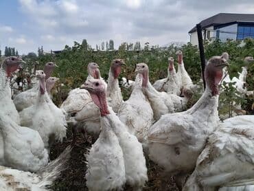 домашние птицы: Продаю | Индюк (самец) | Бройлерная | На забой — 5