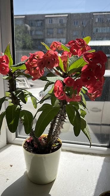 Молочаи: Молочай Милла (Euphorbia milii) в горшке - Компактный куст с — 7