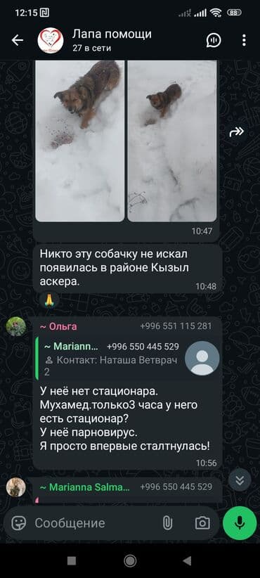 корм для собак дешево: ‼️‼️‼️‼️‼️‼️💕💕💕💕срочно нужен любящий хозяин, телефон на фото — 5