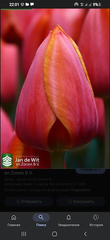 продажа цветов: Букеты и тюльпаны для поздравлений - Классический букет из красных — 2