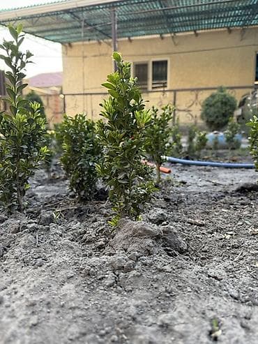 самшиты круглые: Самшит (Buxus) – декоративные кусты и сформированные топиарные формы — 2