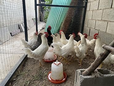 куры жерси: Продаю | Куры | Несушки — 6
