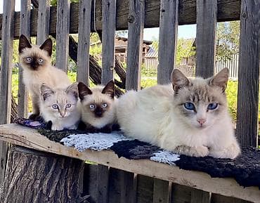 сөөл жан: В ОЧЕНЬ добрые руки отдаю 4 девочек котяток. Возраст 3 месяца — 5