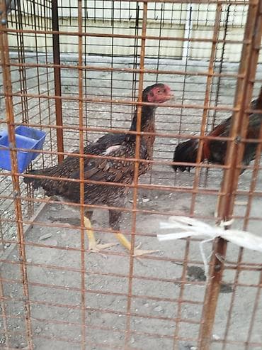 драбилка кду 2: Дакан мекиштер сатылат активный алмашу жолдору бар адрес Заря Тынчтык — 5