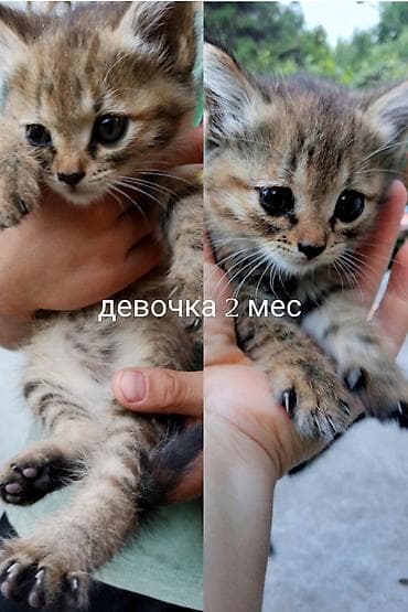 Мышыктар: Отдаем в хорошие руки котят 3 мес. 2 девочки 1 мальчик чисто черный — 2