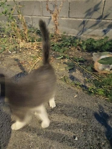 собака хаска: Отдам в добрые руки трех котят. Описание: - Возраст: ориентировочно — 2