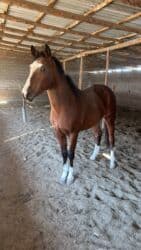 сколько стоит бульдог: Продаю | Жеребец | Для разведения, Конный спорт | Племенные, Осеменитель — 4