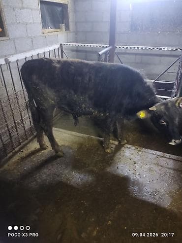 откорм база: Продаю | Бык (самец) | Полукровка | На откорм | Привязанные — 4