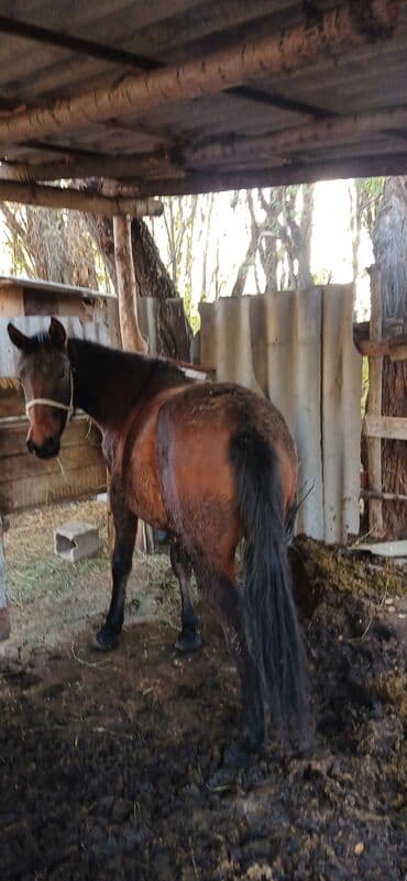 продаю охотничий собаку дратхар: Продаю | Конь (самец) | Рабочий — 6