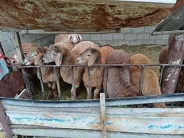 С/х животные и товары: Продаю | Овца (самка) | Для разведения | Матка — 1