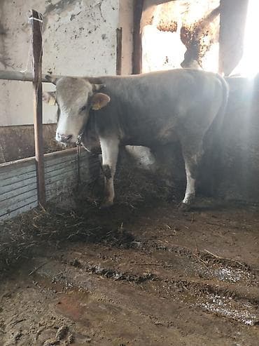 Лошади, кони: Продаю | Бык (самец) — 2