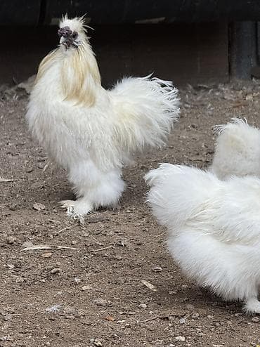 шолковые куры: Продаю | Петух, Куры — 4