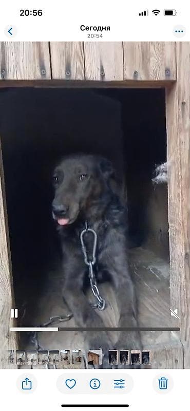 gp pointer: Отдам даром в хорошие руки. Мальчик 5 лет. Злая собака — 2