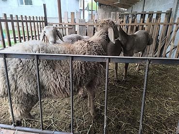 Продаю | Баран (самец) | Арашан | Для разведения | Племенные