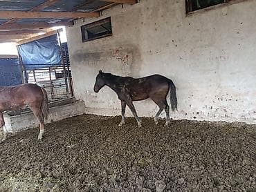 Продаю | Жеребец | Полукровка