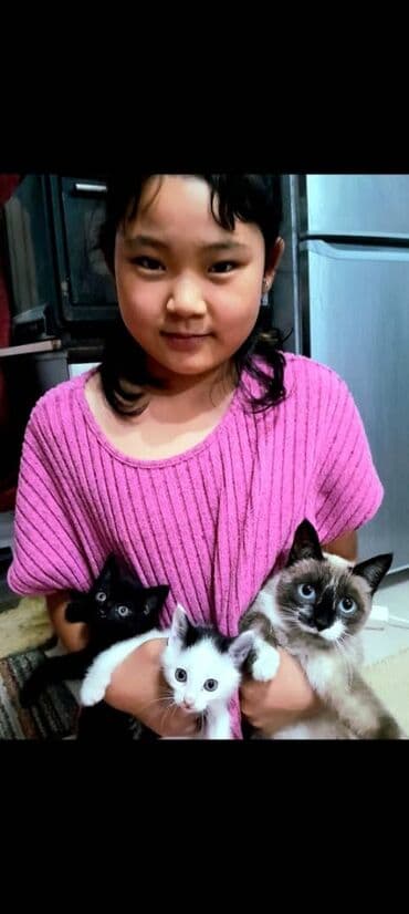 сколько стоят вислоухие кошки: Кошка даром: Гималайская, 2 месяца, Девочка, Приучена к лотку — 1