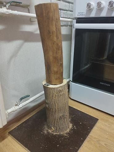 Вязка кошек: Отдам в хорошие руки Кошку 8 месяцев с короткой шерстью серо-голубого — 4