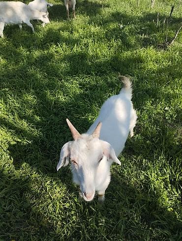 Продаю | Коза (самка) | Нубийская | Для разведения — 6