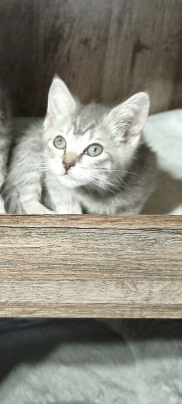 шотландская кошка прямоухая: Котята - скоттиш страйт,окрас - голубой Табби. Родились 7 сентября,к — 25