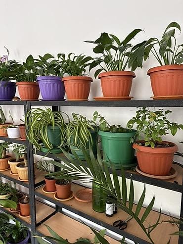 домашние растения: Комнатные растения в горшках — коллекция для дома и офиса. В — 9