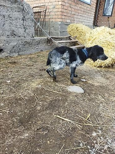 щенок спаниеля купить: Порода: собака мелкого/среднего формата, тип спаниеля. Окрас — 5