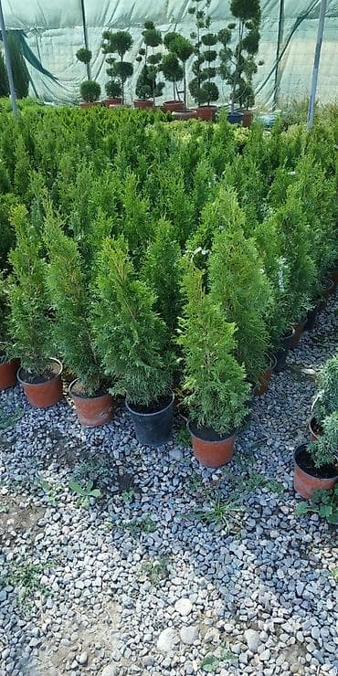 саженцы в оше: Выгодные цены оптом и в розницу растения из Европы. распродажа — 1