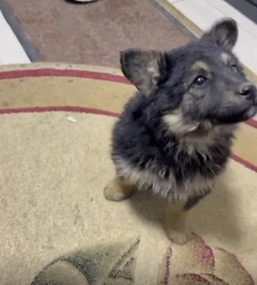 черная овчарка щенок купить: Собака даром: Овчарка, 2 месяца, Самец — 2