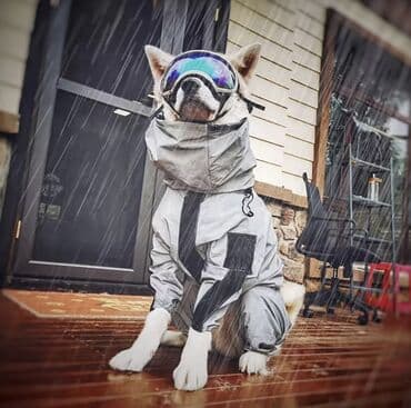 отдам в хорошие руки щенка немецкой овчарки: Дождевик-комбинезон для собак крупных пород, с капюшоном, полностью — 2